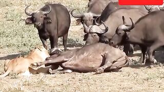 Lioness  herd