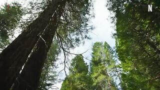 Nightmares of Nature - Official Trailer -