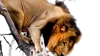 Lioness rescues male lion from leopard after elephant knocks him out of tree