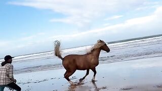 Funny Horse