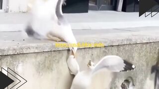 Kucing Ditimbang, Dikira Mau Dijual