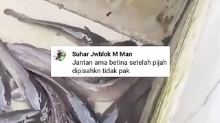 Induk lele JANTAN  BETINA dipisah atau disatukan