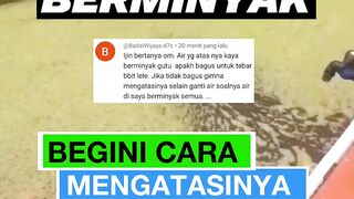 Air kolam BERMINYAKJangan bingung, Mulailah cara mengatasi