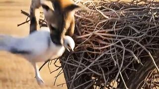 Clever Tiger Cub Calls Mother Eagle to Save Baby Eagle From Hyenas