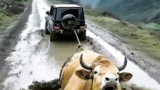 All things have  things have , humans and animals live in har