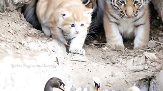 Curious Kitten and Tiger Cubs Watch Swans and Ducklings by the Water