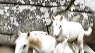 Hero Foal And Brave Farmers Team Work Rescues Mare Trapped Deadly Under Rock!