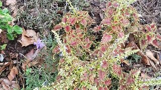 Les fleurs