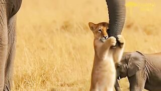 The Anacondas Final Fate After Attacking a Baby Elephant ()