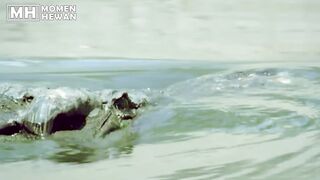 EXCITING!!! TOP 9 Wild Animal Fights Between Crocodiles, Hyenas, Wild Dogs, Lions, and More
