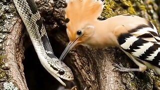 Mother Bird