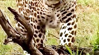 leopard stalking baby lion