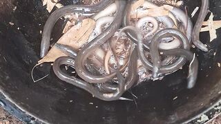 Cooking eels in nature