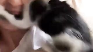 Funny cat Very crazy