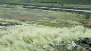 viral now the greening of the Arab countries