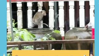 Malah ndak ada yg mau ngalah