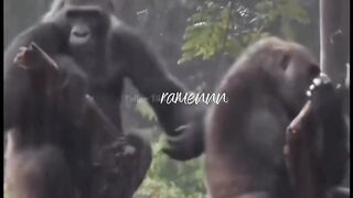 Ketika Cowo Berusaha Minta Maaf Ke Cewek