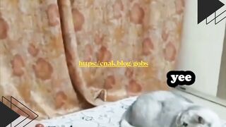 Kucing Kaget Diajak Main Tembak-Tembakan