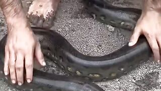Menemukan anakonda dan buaya