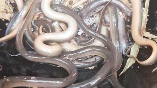 Cook eel in a kettle with a natural feel