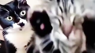 DRAMATIC KITTIES   Funniest Overreactions Ever!