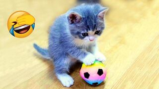 Wow So Cute - Funniest Cats and Dogs Part 8