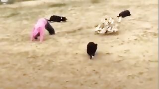 Dogs and duck funny show