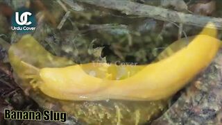 Banana Slug