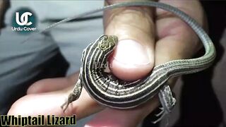 Whiptail Lizard #reels #shorts #animal