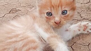 Anak kucing gemes