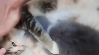 Anak kucing menyusui‼️lucu banget