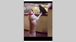 Cat & Dog Funny Tiktok Video