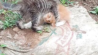 Anak kucing sedang main di kebun