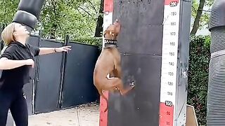 Ruler of the Wall Climb
