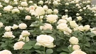Beaitoful flower