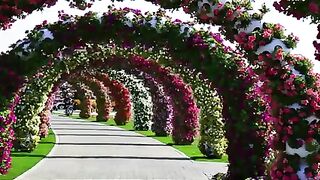 Dubai Miracle Gardent Flower Garden in the World