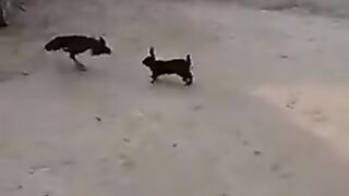 Funnyfight