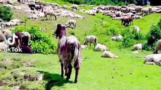 Kashmir viewed