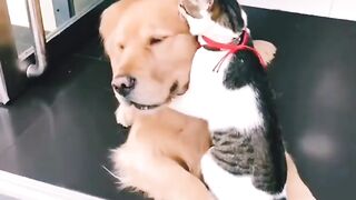 Dog and cat friend ship