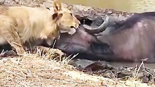 Lions