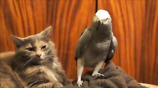 Parrot annoys cat