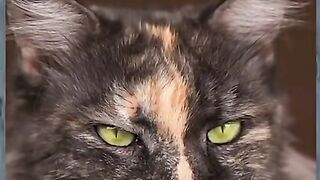 cat funny video #funny