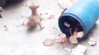 Funny dogs and animals fun