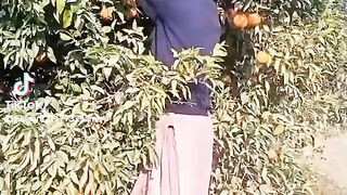 Orange farm