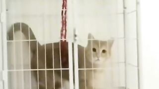 funny cat video