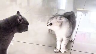 cats fight video funny video dog stop cats