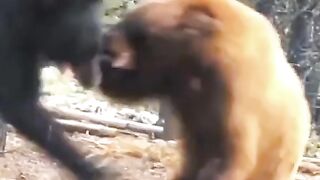 fight