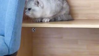 cat funny and cute moment