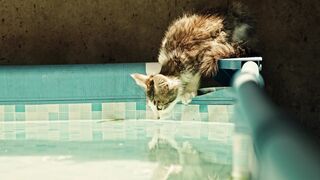 CUTE CATS
