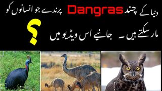 M amir bowling and take good wicket